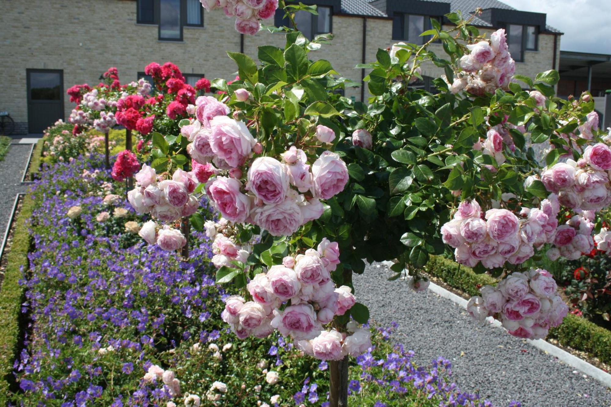 B&B La Vie En Roses Moorsel Exterior photo